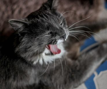 Cat Sneezing Treatment