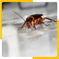 cockroach-control-brisbane-nmq.webp