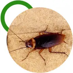 Cockroach Control Adelaide
