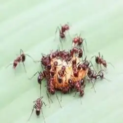 SES Ant Control Melbourne