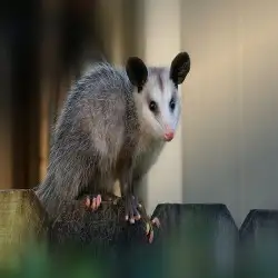 Possum Removal Adelaide