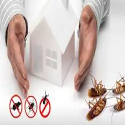 Pest Control Fortitude Valley