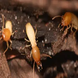 247 Termite Inspection Brisbane