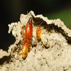 247-termite-inspection-canberra-kwg.webp