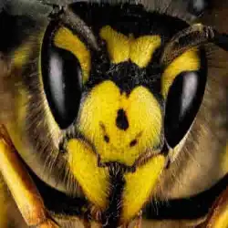bee-wasp-removal-hobart-nvc.webp