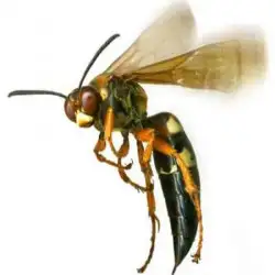 bee-and-wasp-removal-adelaide-nin.webp