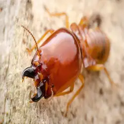 247-termite-inspection-sydney-qxh.webp