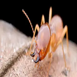 termite-inspection-hobart-iul.webp