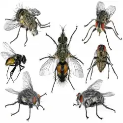 max-flies-pest-control-canberra-vw0.webp