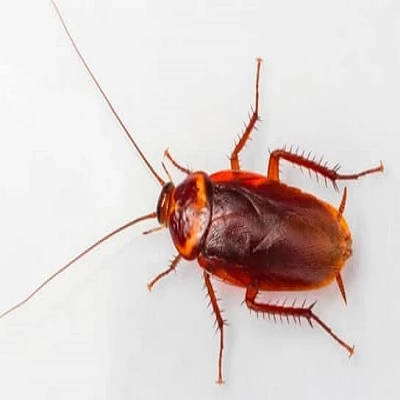 Preventive Cockroach Control Brisbane