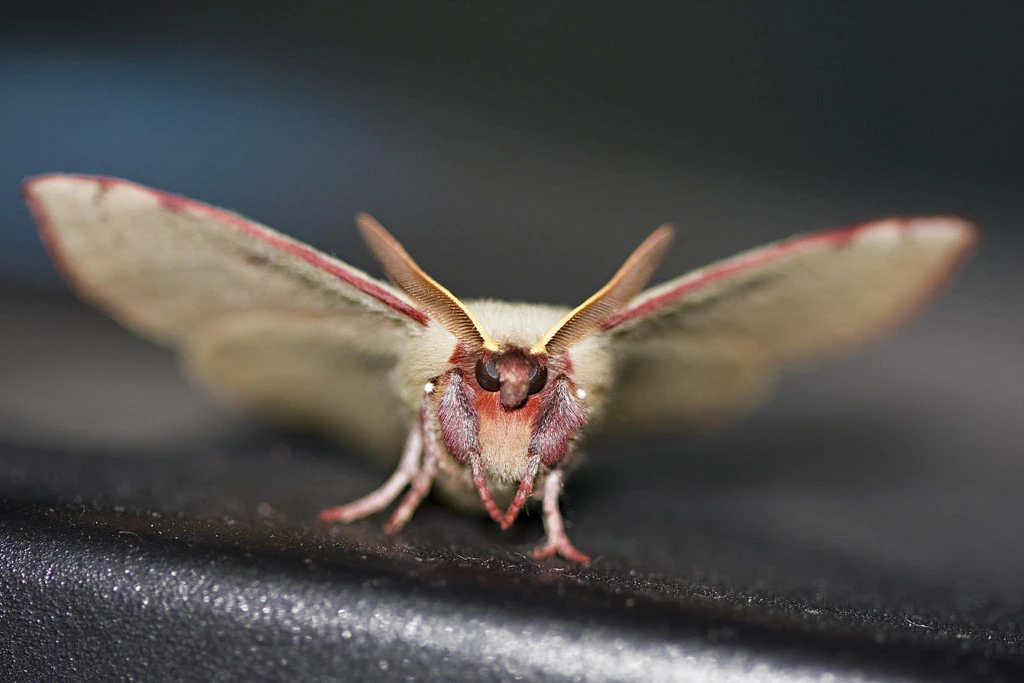 preventive-moth-control-brisbane.webp