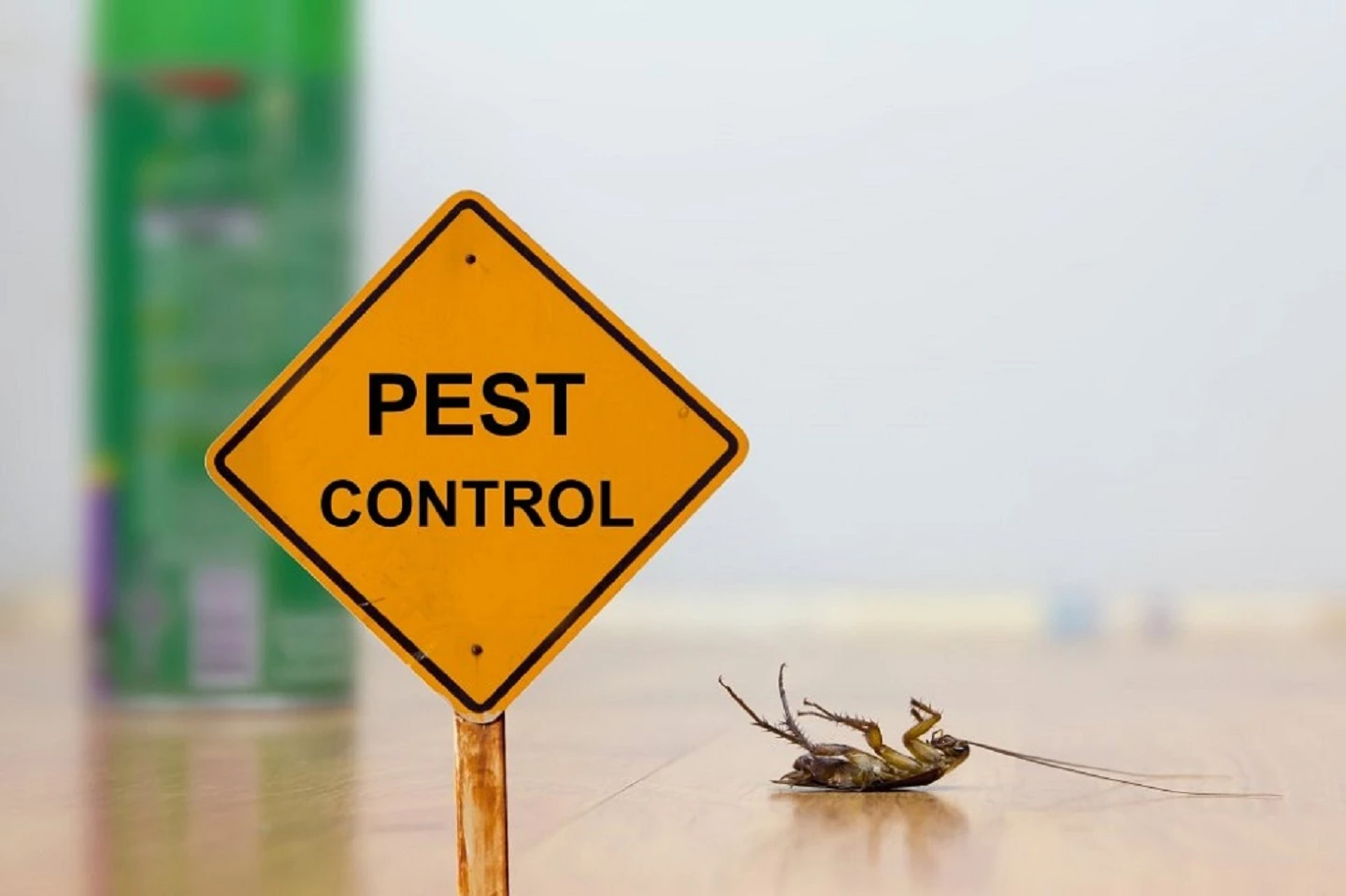 Preventive Pest Control Brisbane