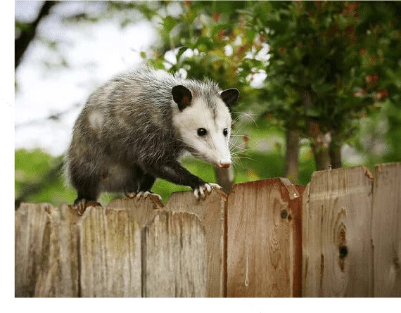 Morris Possum Removal Adelaide