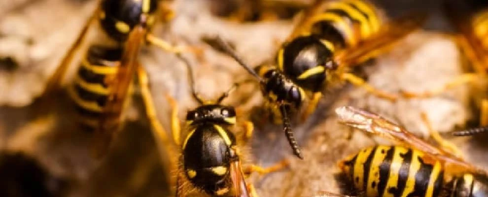 Frontline Bee Removal Canberra